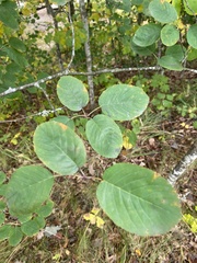 Amelanchier spicata
