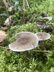 Ampulloclitocybe clavipes