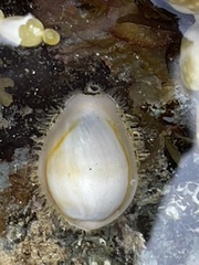 Monetaria annulus