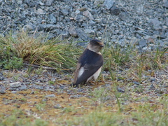 Petrochelidon nigricans