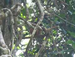 Colluricincla boweri