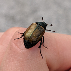 Anomala dubia