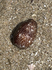 Monetaria caputserpentis