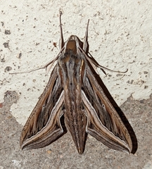 Hippotion celerio
