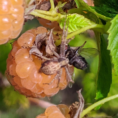 Philodromus aureolus
