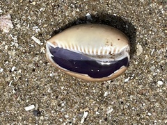 Monetaria caputserpentis