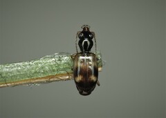 Bembidion