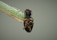 Bembidion