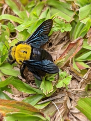 Xylocopa ruficornis