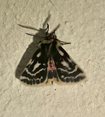 Ardices curvata