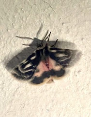 Ardices curvata