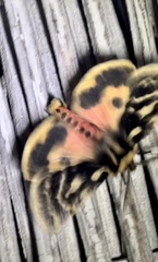 Ardices curvata
