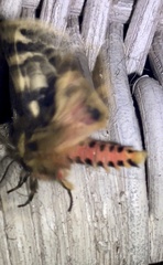 Ardices curvata