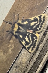 Ardices curvata