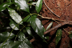 Gynochthodes umbellata