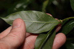 Gynochthodes umbellata