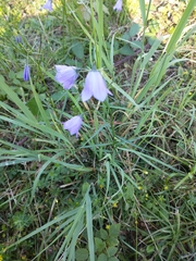Campanula rotundifolia