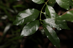 Gynochthodes umbellata