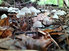 Mycena galopus