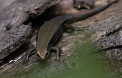 Eutropis rudis
