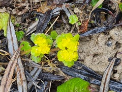 Chrysosplenium alternifolium