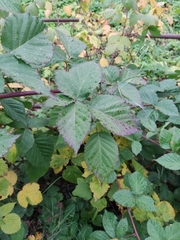 Rubus polonicus
