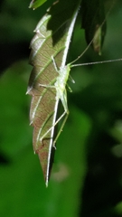 Tettigoniidea