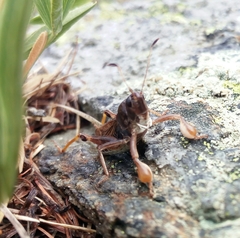 Gomphocerus sibiricus sibiricus