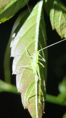 Tettigoniidea