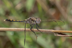 Orthetrum caledonicum
