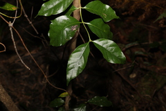 Gynochthodes umbellata