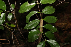 Gynochthodes umbellata