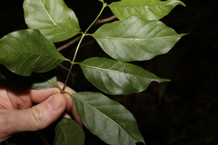 Gynochthodes umbellata