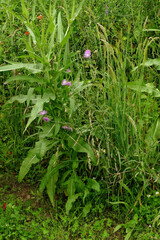 Galactites tomentosus