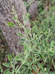 Chenopodium parabolicum