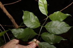 Gynochthodes umbellata