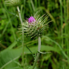 Galactites tomentosus