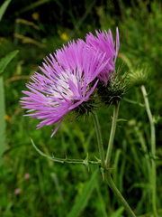 Galactites tomentosus