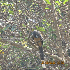 Dendrocitta vagabunda