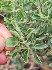 Chenopodium parabolicum