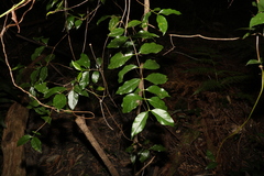 Gynochthodes umbellata