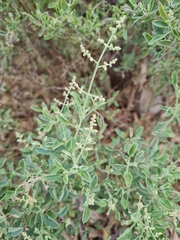 Chenopodium parabolicum