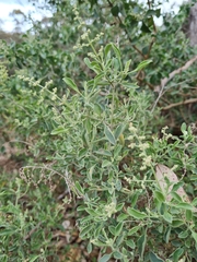 Chenopodium parabolicum