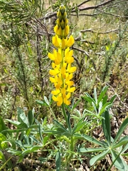 Lupinus luteus
