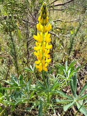 Lupinus luteus