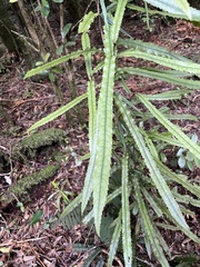 Knightia excelsa
