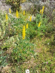 Lupinus luteus