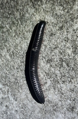 Ommatoiulus moreleti