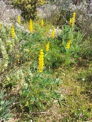 Lupinus luteus