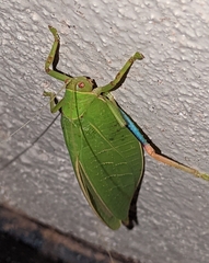 Zabalius ophthalmicus